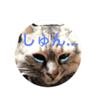 猫日（個別スタンプ：4）