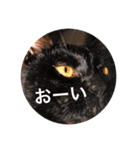 猫日（個別スタンプ：7）