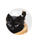 猫日（個別スタンプ：8）