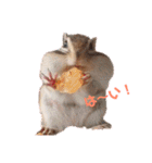 シマリス♡ビビ（個別スタンプ：1）