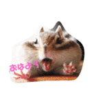 シマリス♡ビビ（個別スタンプ：3）