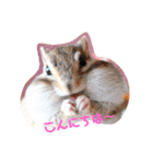 シマリス♡ビビ（個別スタンプ：5）