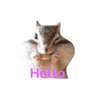 シマリス♡ビビ（個別スタンプ：6）
