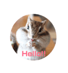 シマリス♡ビビ（個別スタンプ：7）
