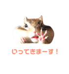 シマリス♡ビビ（個別スタンプ：9）