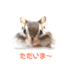 シマリス♡ビビ（個別スタンプ：11）