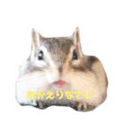 シマリス♡ビビ（個別スタンプ：12）