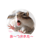 シマリス♡ビビ（個別スタンプ：13）