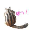 シマリス♡ビビ（個別スタンプ：16）