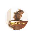 シマリス♡ビビ（個別スタンプ：17）
