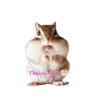 シマリス♡ビビ（個別スタンプ：18）