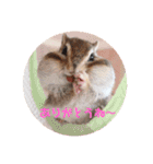 シマリス♡ビビ（個別スタンプ：19）