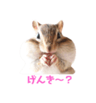 シマリス♡ビビ（個別スタンプ：21）