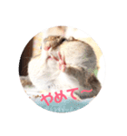 シマリス♡ビビ（個別スタンプ：26）