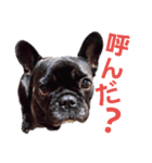 愛犬ぶぅ(フレンチブルドッグ)（個別スタンプ：2）
