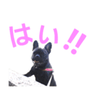 愛犬ぶぅ(フレンチブルドッグ)（個別スタンプ：3）
