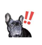 愛犬ぶぅ(フレンチブルドッグ)（個別スタンプ：5）