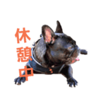 愛犬ぶぅ(フレンチブルドッグ)（個別スタンプ：8）