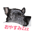 愛犬ぶぅ(フレンチブルドッグ)（個別スタンプ：9）