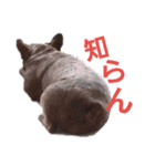 愛犬ぶぅ(フレンチブルドッグ)（個別スタンプ：10）