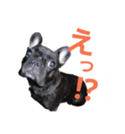 愛犬ぶぅ(フレンチブルドッグ)（個別スタンプ：11）