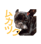 愛犬ぶぅ(フレンチブルドッグ)（個別スタンプ：14）