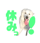 dog！グレートピレニーズ はくの日常♬（個別スタンプ：37）