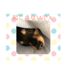 チワワの小太郎くん（個別スタンプ：9）