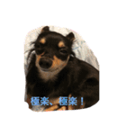 チワワの小太郎くん（個別スタンプ：14）