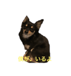 チワワの小太郎くん（個別スタンプ：16）