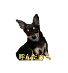 チワワの小太郎くん（個別スタンプ：18）