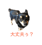 チワワの小太郎くん（個別スタンプ：20）