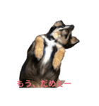 チワワの小太郎くん（個別スタンプ：21）
