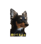 チワワの小太郎くん（個別スタンプ：23）