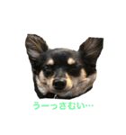 チワワの小太郎くん（個別スタンプ：25）
