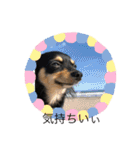 チワワの小太郎くん（個別スタンプ：28）
