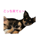 チワワの小太郎くん（個別スタンプ：31）