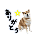 モフモフなお友達“ナッツ”の喜怒哀楽☆（個別スタンプ：7）