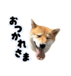 モフモフなお友達“ナッツ”の喜怒哀楽☆（個別スタンプ：10）