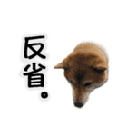 モフモフなお友達“ナッツ”の喜怒哀楽☆（個別スタンプ：27）