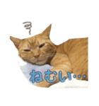 茶トラ猫、マロンくん（個別スタンプ：1）