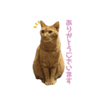 茶トラ猫、マロンくん（個別スタンプ：2）