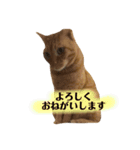 茶トラ猫、マロンくん（個別スタンプ：3）