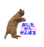 茶トラ猫、マロンくん（個別スタンプ：7）