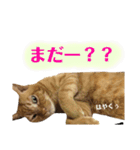 茶トラ猫、マロンくん（個別スタンプ：8）