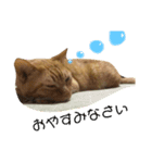 茶トラ猫、マロンくん（個別スタンプ：12）