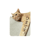 茶トラ猫、マロンくん（個別スタンプ：15）
