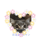 猫  メインクーン  セイヤ（個別スタンプ：1）