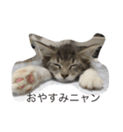 猫  メインクーン  セイヤ（個別スタンプ：2）