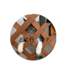 猫  メインクーン  セイヤ（個別スタンプ：3）